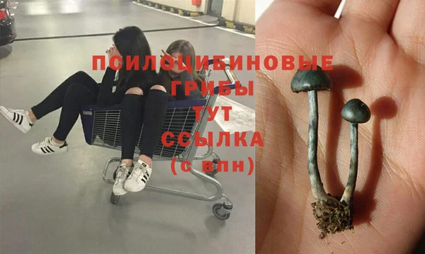 сатива Аркадак